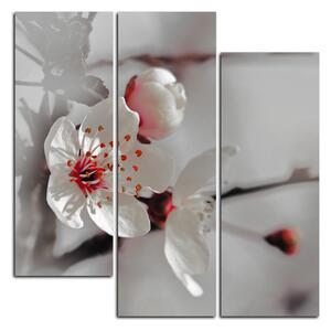 Obraz na plátne - Kvet čerešne - štvorec 358FC (75x75 cm)