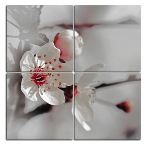Obraz na plátne - Kvet čerešne - štvorec 358FE (60x60 cm)