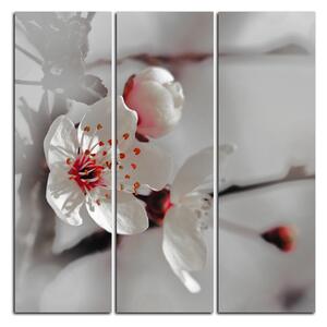 Obraz na plátne - Kvet čerešne - štvorec 358FB (75x75 cm)