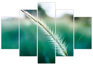 Obraz steblá trávy (150x105 cm)