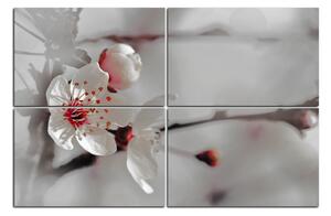 Obraz na plátne - Kvet čerešne 158FD (150x100 cm)