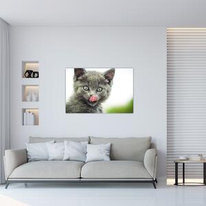 Obraz oblizujícího sa mačiatka (90x60 cm)