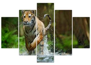 Obraz bežiaceho tigra (150x105 cm)