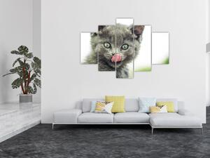Obraz oblizujícího sa mačiatka (150x105 cm)