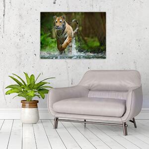 Obraz bežiaceho tigra (70x50 cm)