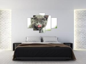 Obraz oblizujícího sa mačiatka (150x105 cm)