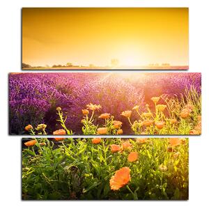 Obraz na plátne - Levanduľové pole zaliate slnkom - štvorec 365D (75x75 cm)
