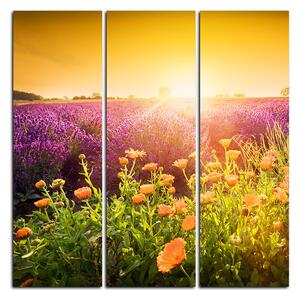 Obraz na plátne - Levanduľové pole zaliate slnkom - štvorec 365B (75x75 cm)