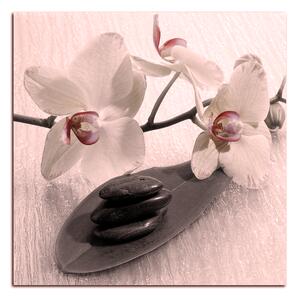 Obraz na plátne - Kvety orchidei - štvorec 362FA (50x50 cm)