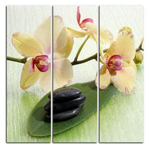 Obraz na plátne - Kvety orchidei - štvorec 362B (75x75 cm)