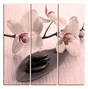 Obraz na plátne - Kvety orchidei - štvorec 362FB (75x75 cm)