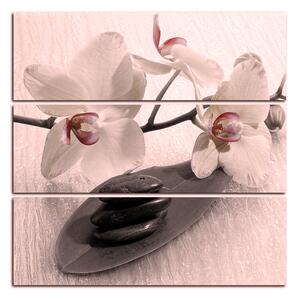 Obraz na plátne - Kvety orchidei - štvorec 362FC (75x75 cm)