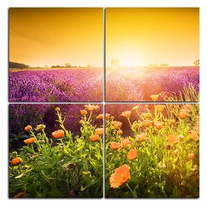 Obraz na plátne - Levanduľové pole zaliate slnkom - štvorec 365E (60x60 cm)