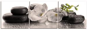 Obraz na plátne - Lávové kamene a kvety - panoráma 563FB (90x30 cm)