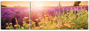 Obraz na plátne - Levanduľové pole zaliate slnkom - panoráma 565B (150x50 cm)