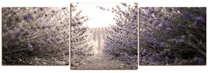 Obraz na plátne - Cestička medzi levanduľovými kríkmi - panoráma 566FD (150x50 cm)