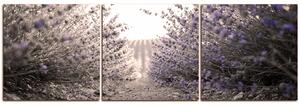 Obraz na plátne - Cestička medzi levanduľovými kríkmi - panoráma 566FB (150x50 cm)
