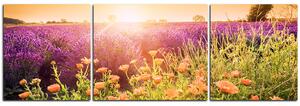 Obraz na plátne - Levanduľové pole zaliate slnkom - panoráma 565C (150x50 cm)