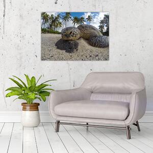 Obraz korytnačky (70x50 cm)