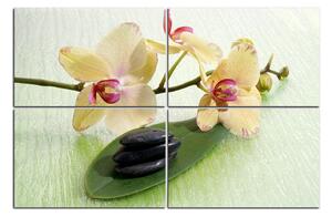 Obraz na plátne - Kvety orchidei 162C (150x100 cm)