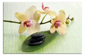 Obraz na plátne - Kvety orchidei 162A (120x80 cm)