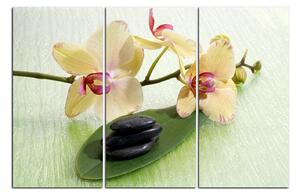 Obraz na plátne - Kvety orchidei 162B (150x100 cm)