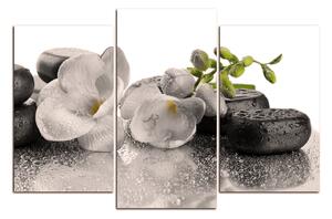 Obraz na plátne - Lávové kamene a kvety 163FC (90x60 cm)