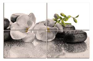 Obraz na plátne - Lávové kamene a kvety 163FD (150x100 cm)