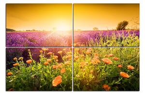 Obraz na plátne - Levanduľové pole zaliate slnkom 165D (120x80 cm)