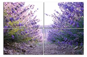 Obraz na plátne - Cestička medzi levanduľovými kríkmi 166D (120x80 cm)