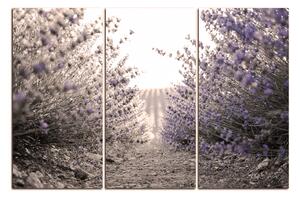 Obraz na plátne - Cestička medzi levanduľovými kríkmi 166FB (150x100 cm)