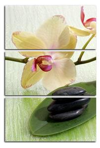 Obraz na plátne - Kvety orchidei - obdĺžnik 762B (120x80 cm)