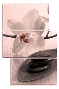 Obraz na plátne - Kvety orchidei - obdĺžnik 762FC (120x80 cm)
