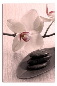 Obraz na plátne - Kvety orchidei - obdĺžnik 762FA (75x50 cm)