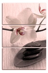 Obraz na plátne - Kvety orchidei - obdĺžnik 762FB (90x60 cm )