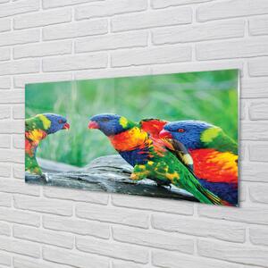 Nástenný panel  Farebný papagáj stromu 100x50 cm