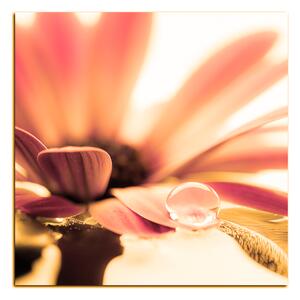 Obraz na plátne - Kvapka rosy na lúpeňoch kvetu - štvorec 380QA (50x50 cm)