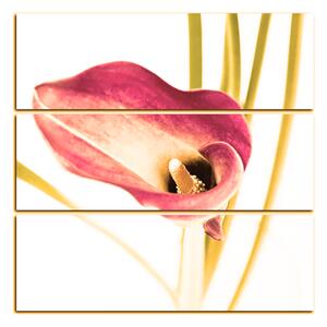 Obraz na plátne - Kvet ľalie - štvorec 379FC (75x75 cm)