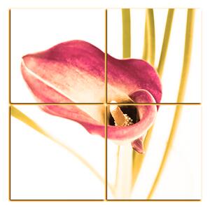 Obraz na plátne - Kvet ľalie - štvorec 379FD (60x60 cm)