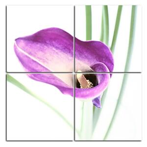 Obraz na plátne - Kvet ľalie - štvorec 379D (60x60 cm)