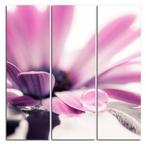 Obraz na plátne - Kvapka rosy na lúpeňoch kvetu - štvorec 380B (75x75 cm)