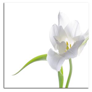 Obraz na plátne - Tulipán - štvorec 381A (50x50 cm)