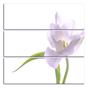 Obraz na plátne - Tulipán - štvorec 381FC (75x75 cm)