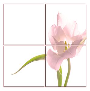 Obraz na plátne - Tulipán - štvorec 381QD (60x60 cm)
