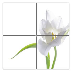 Obraz na plátne - Tulipán - štvorec 381D (60x60 cm)