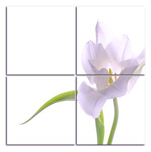 Obraz na plátne - Tulipán - štvorec 381FD (60x60 cm)