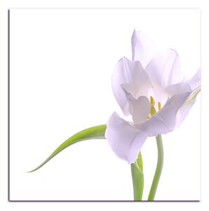 Obraz na plátne - Tulipán - štvorec 381FA (50x50 cm)