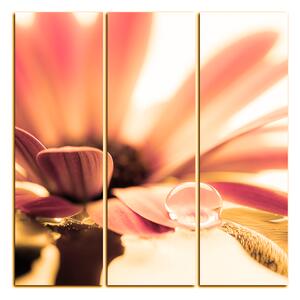 Obraz na plátne - Kvapka rosy na lúpeňoch kvetu - štvorec 380QB (75x75 cm)