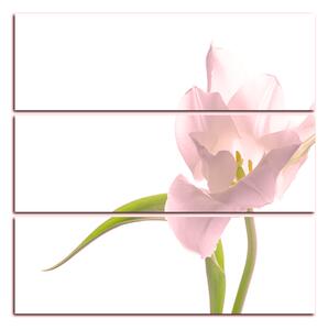 Obraz na plátne - Tulipán - štvorec 381QC (75x75 cm)