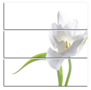 Obraz na plátne - Tulipán - štvorec 381C (75x75 cm)